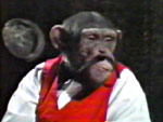 Lance Link Secret chimp